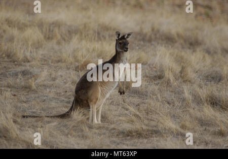 Western grey Kangaroo, Western Australia Stockfoto