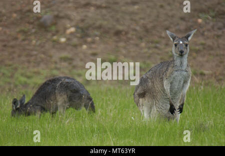 Zwei westlichen Grauen Kängurus, Outback Western Australia. Stockfoto