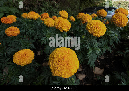 Pflanzen und Blumen in den vorderen von Grasmere House Hotel in Salisbury, England, Großbritannien Stockfoto