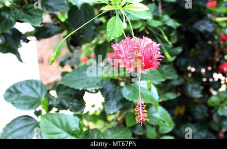 Hibiskus ist eine Gattung von Blütenpflanzen in der Familie, Malve Malvaceae. Die Gattung ist recht groß. Stockfoto