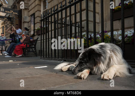 Inukai schlafen auf der Straße, in der Innenstadt von Bath, England, UK. Stockfoto
