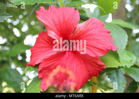 Tropischen schönen roten Hibiskus Blume mit Blättern, Nahaufnahme, Makrofotografie Stockfoto