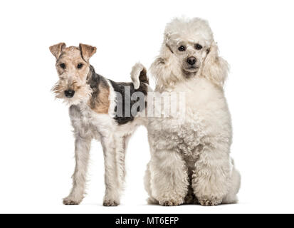 Pudel Hund, 6 Jahre alt, vor weißem Hintergrund Stockfoto