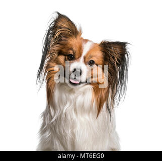 Papillon Hund, 2 Jahre alt, vor weißem Hintergrund Stockfoto