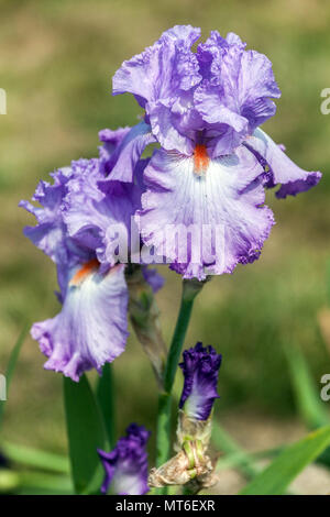 Hohe bärtige Irisblume 'Elegabaal', im Garten. Lavendelfarbe. Große Blüten Stockfoto