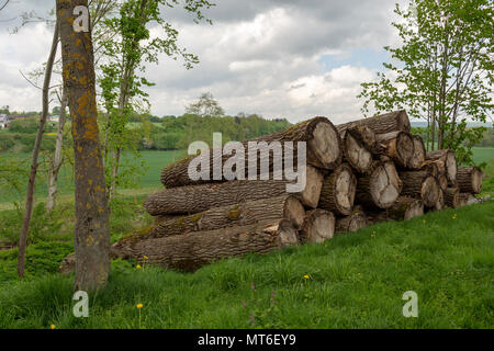 Ein Haufen von großen Protokolle auf einer grünen Wiese mit einem bewölkten Himmel im Hintergrund, Bild aus Bayern in Deutschland. Stockfoto