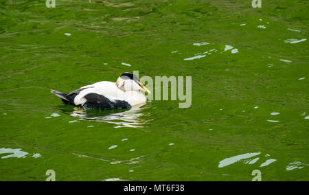 Männliche Eiderente drake, Somateria mollissima, Isle of May Seevögel Naturschutzgebiet, Schottland, Großbritannien Stockfoto