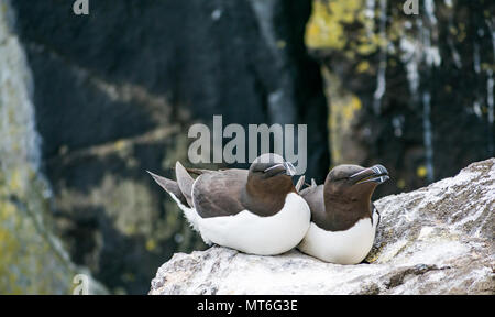 Tordalk Paar, Alca torda, sitzen auf den felsigen Klippen Leiste, auf der Insel kann seabird Naturschutzgebiet, Schottland, Großbritannien Stockfoto