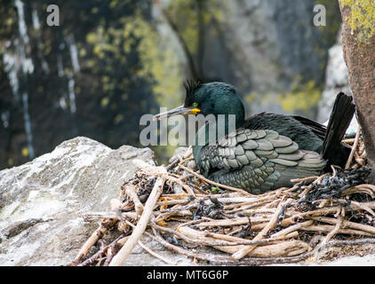 Europäische oder gemeinsamen Shag, Phalacrocorax Aristotelis, sitzend auf einer Klippe ledge Nest, Insel kann seabird Naturschutzgebiet, Schottland, Großbritannien Stockfoto