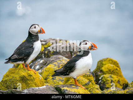 In der Nähe von zwei papageientaucher, Fratercula Arctica, auf einer Klippe Leiste, auf der Insel kann seabird Naturschutzgebiet, Schottland, Großbritannien Stockfoto