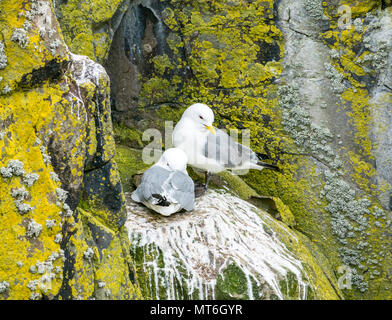 Dreizehenmöwe Paar, Rissa tridactyla Nest, auf einer Klippe, von der Insel kann seabird Naturschutzgebiet, Schottland, Großbritannien Stockfoto