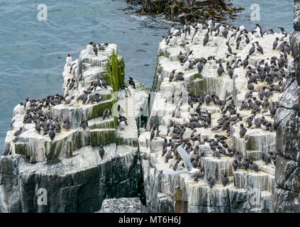 Masse der Trottellummen, Uria aalge, auf einer Klippe leisten, von der Insel kann seabird Naturschutzgebiet, Schottland, Großbritannien Stockfoto