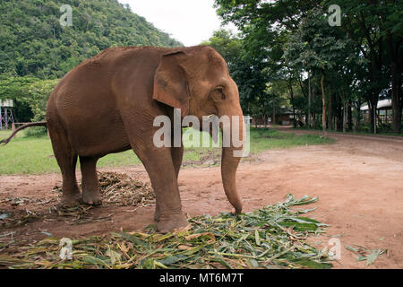 Elephant Nature Park Stockfoto