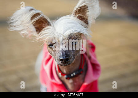 Chinese Crested doggy auf einem Spaziergang im Park Stockfoto