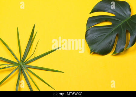 Eine monstera Blatt auf dem gelben Hintergrund Stockfoto