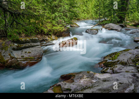 Avalanche Creek - Frühling schnelle Schneeschmelze Wasser läuft Avalanche Creek in einem dichten Wald. Glacier National Park, Montana, USA. Stockfoto
