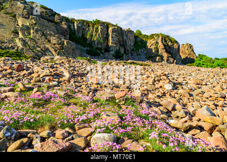 Sparsamkeit (Armeria maritima), die in den felsigen Landschaft bei Hovs Hallar im bjare Naturschutzgebiet in Schweden. Stockfoto