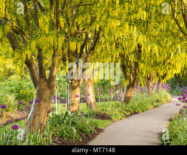 Schöner Gehweg der goldregen Bäume (goldene Kette). Laburnum watereri Vossii. Stockfoto