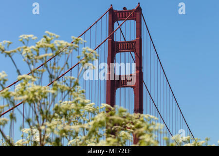 Golden Gate Bridge, mit den blühenden Cow parsnip Blumen (Heracleum lanatum), im Frühling, San Francisco, Kalifornien, USA. Stockfoto