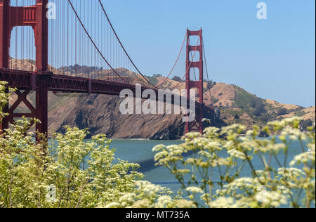 Golden Gate Bridge, mit den blühenden Cow parsnip Blumen (Heracleum lanatum), im Frühling, San Francisco, Kalifornien, USA. Stockfoto