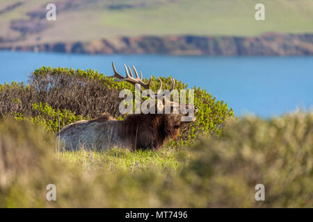 Ruhe tule elk Stier (Cervus canadensis nannodes), Point Reyes National Seashore, California, United States. Stockfoto