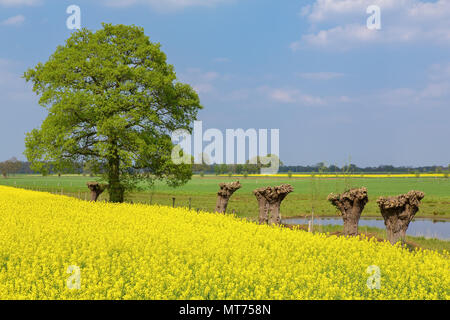 Holländische Landschaft mit Raps Weiden und Eiche Stockfoto