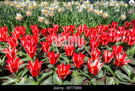 Blume Bereich mit roten Tulpen und Narzissen im Keukenhof Holland Stockfoto