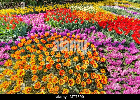 Buntes Blumenbeet mit Tulpen, Hyazinthen und Narzissen Stockfoto