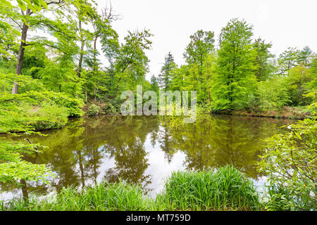 Grüne Buche mit Wald Teich im Frühling Saison Stockfoto