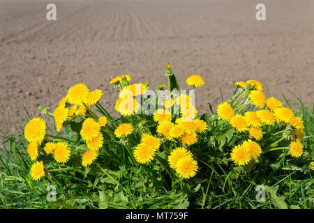 Gruppe der Blüte Gelb Löwenzahn in der Nähe von sandigen Boden Stockfoto