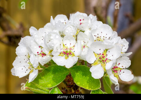 Bündel weißer Pyrus Blumen im Frühling Saison Stockfoto