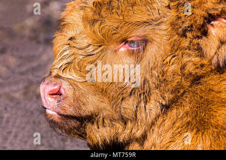 Nahaufnahme Kopf braun Neugeborenes schottische Highlander Kalb Stockfoto