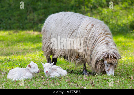 Mutter Schaf mit zwei weißen Lämmer auf der Weide liegend Stockfoto
