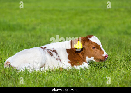 Neugeborene braun weiß Kalb liegen in der grünen Wiese im Frühling Stockfoto