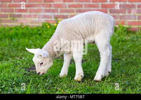 Neugeborene weisse Lamm essen grünen Gras im Frühling Stockfoto