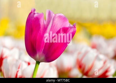 Eine lila pink tulip in Blüte Feld mit weißen Tulpen Stockfoto