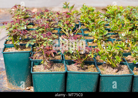Rose Pflanzen in Töpfen für Verkauf an den Garten Center Stockfoto