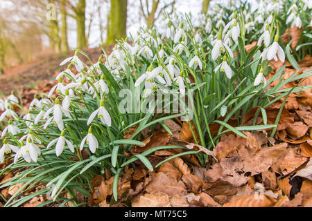 Schneeglöckchen Blumen blühen in den Wald im Frühling Stockfoto