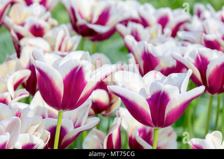 Purpur mit weißen Blumen Tulpen Feld Stockfoto