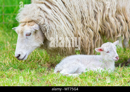 Weiße Mutter Schaf mit neugeborenes Lamm im Frühjahr Saison Stockfoto