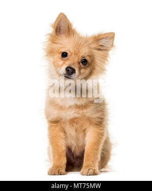Pomeranian Welpe, 5 Monate alt, vor weißem Hintergrund sitzen Stockfoto