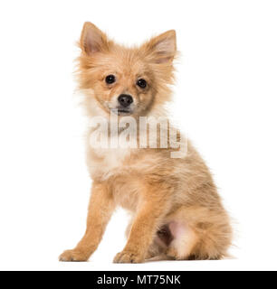 Pomeranian Welpe, 5 Monate alt, vor weißem Hintergrund sitzen Stockfoto