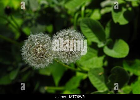Löwenzahn-Köpfe Stockfoto