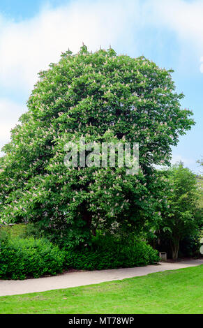 Großes Exemplar einer Rosskastanie Baum, Aesculus hippocastanum, in voller Blüte Stockfoto