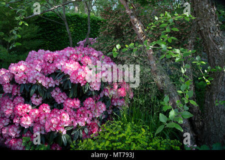 Leuchtend rosa Rhododendron in der Morgan Stanley Garten für die Nspcc entworfen von Chris Beardshaw und Sieger der beste Show Garten Award an der RHS Ch Stockfoto