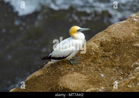 Australian Gannet Kolonie, Cape Kidnapper, Neuseeland Stockfoto