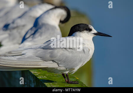 White Fronted Tern, North Island, Neuseeland Stockfoto