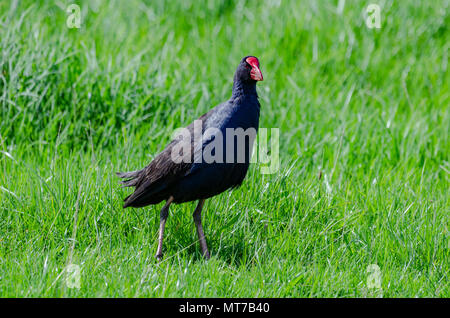 Australasian haben, pokeko, Neuseeland Stockfoto