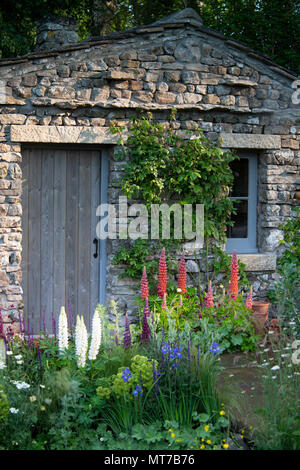 Campanula glomerata 'Flammendes Inferno', Campanula glomerata 'Polar Princess' und Lupinus Meisterwerk vor einem Stein bothy im Willkommen in Yorkshire Garten an der RHS C Stockfoto