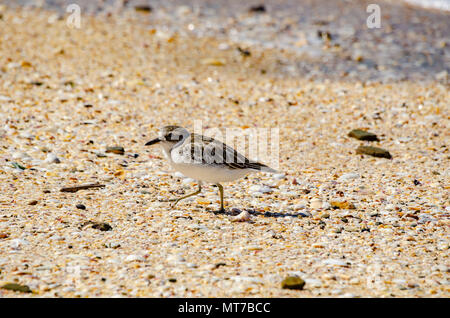 Neuseeland Dotterel, Shakespear Regional Park, North Island, Neuseeland Stockfoto